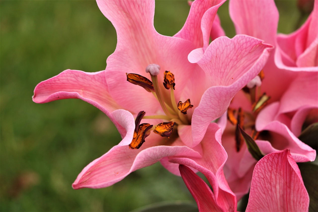 flower  pink  nature free photo