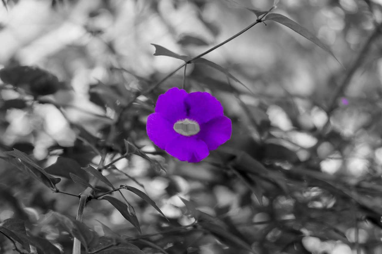 flower  purple  lovely free photo