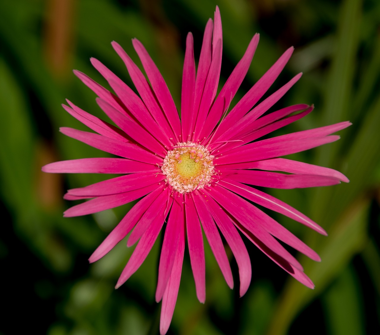 flower  gergerba  pink free photo