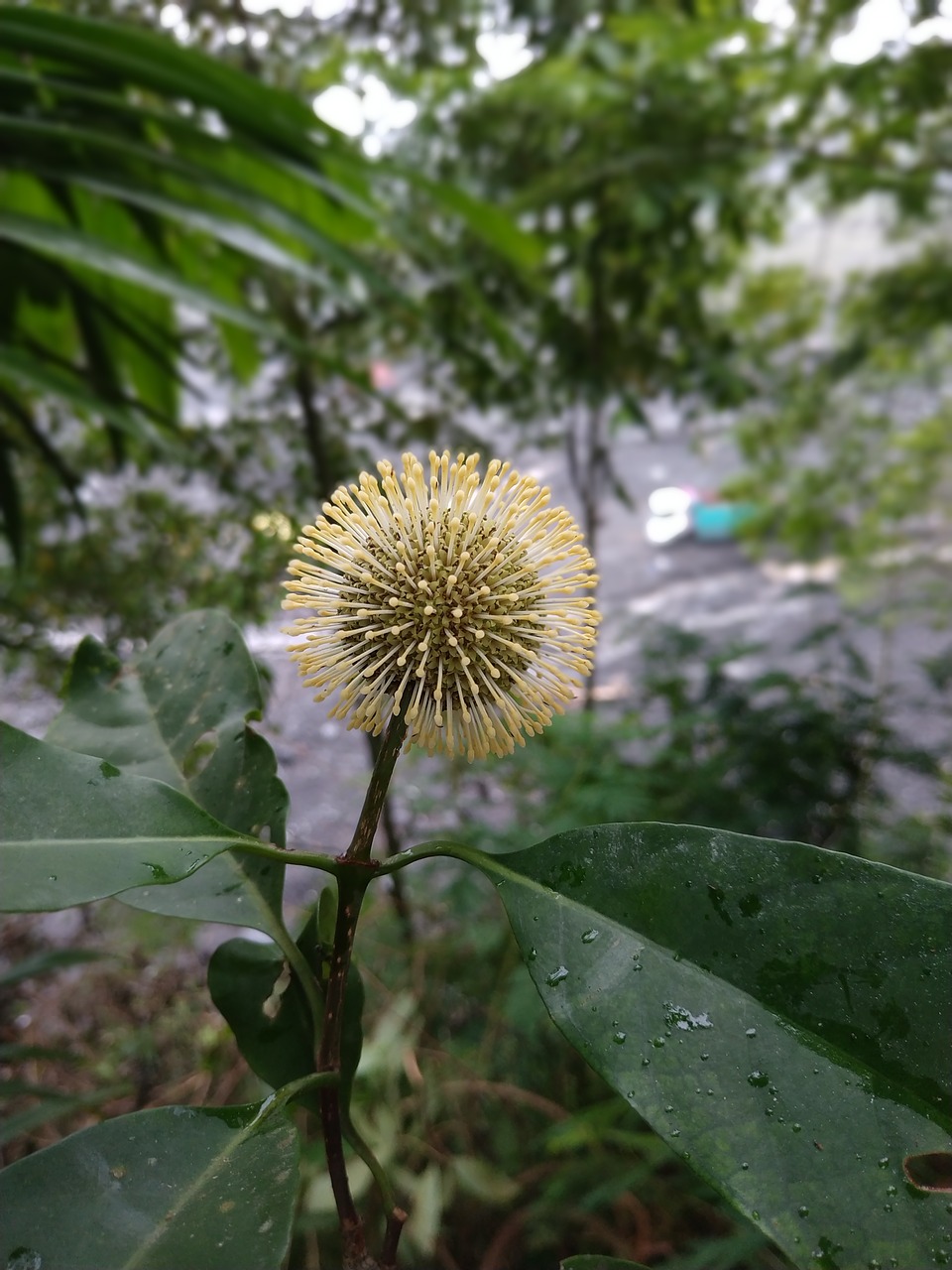 flower  sun  green free photo