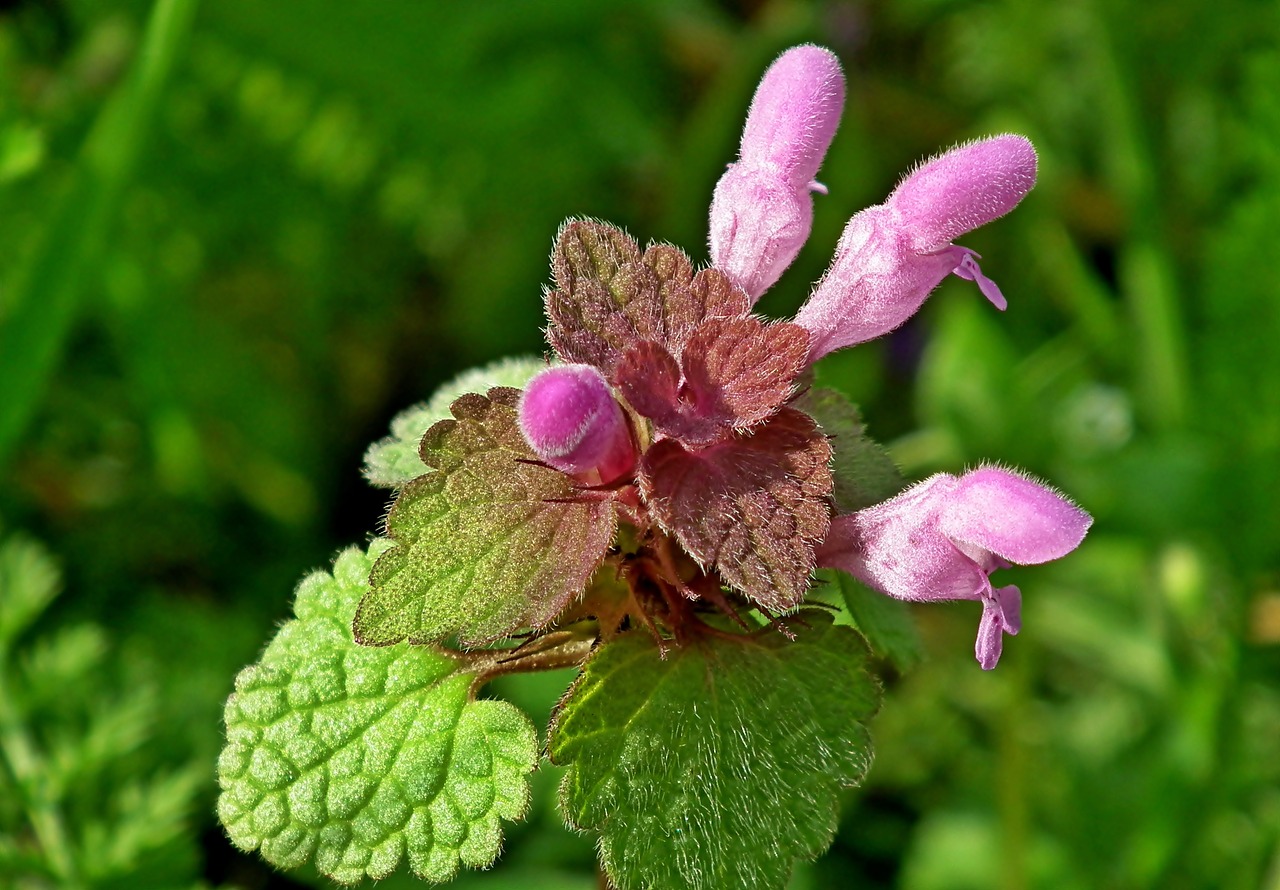 flower  grasshopper  meadow free photo