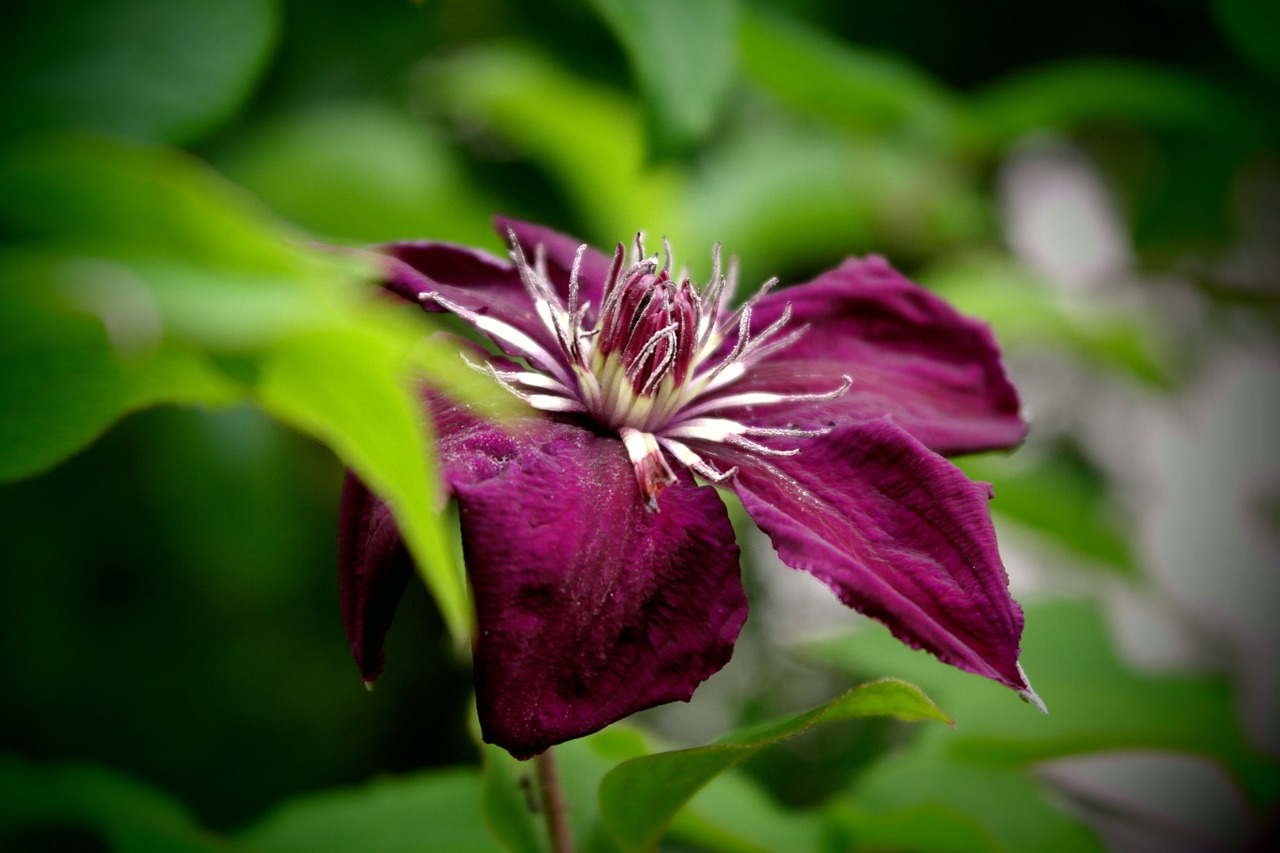 flower violet macro free photo