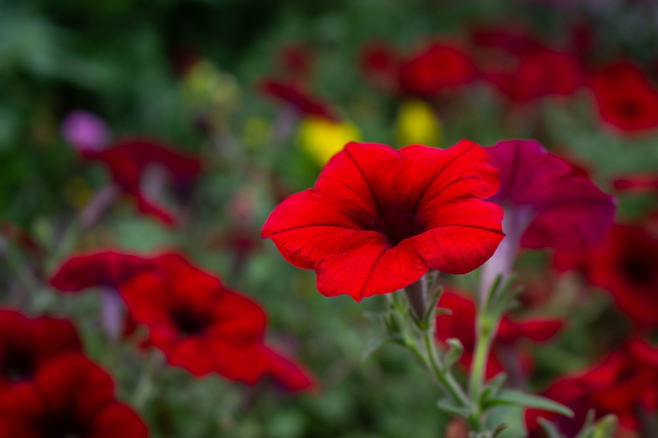 flower  red  garden free photo