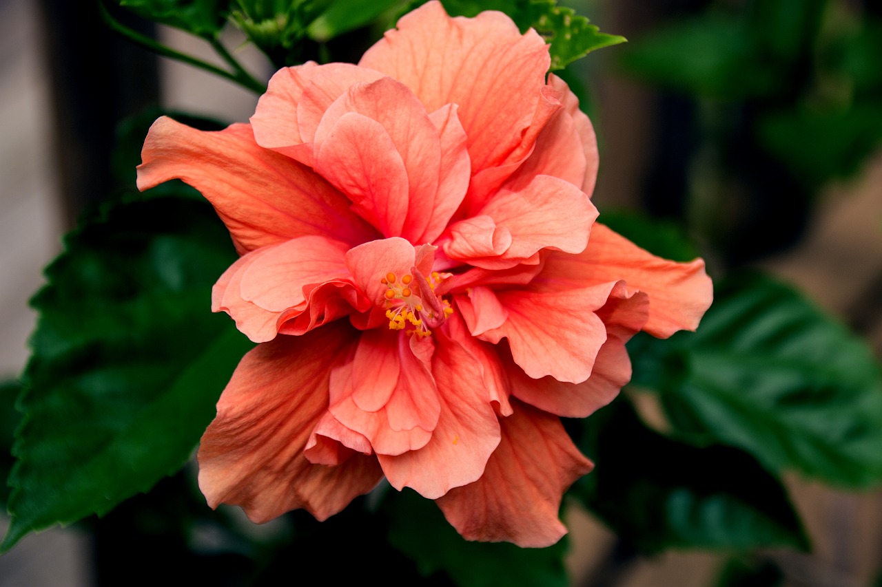 flower  hibiscus  blossom free photo