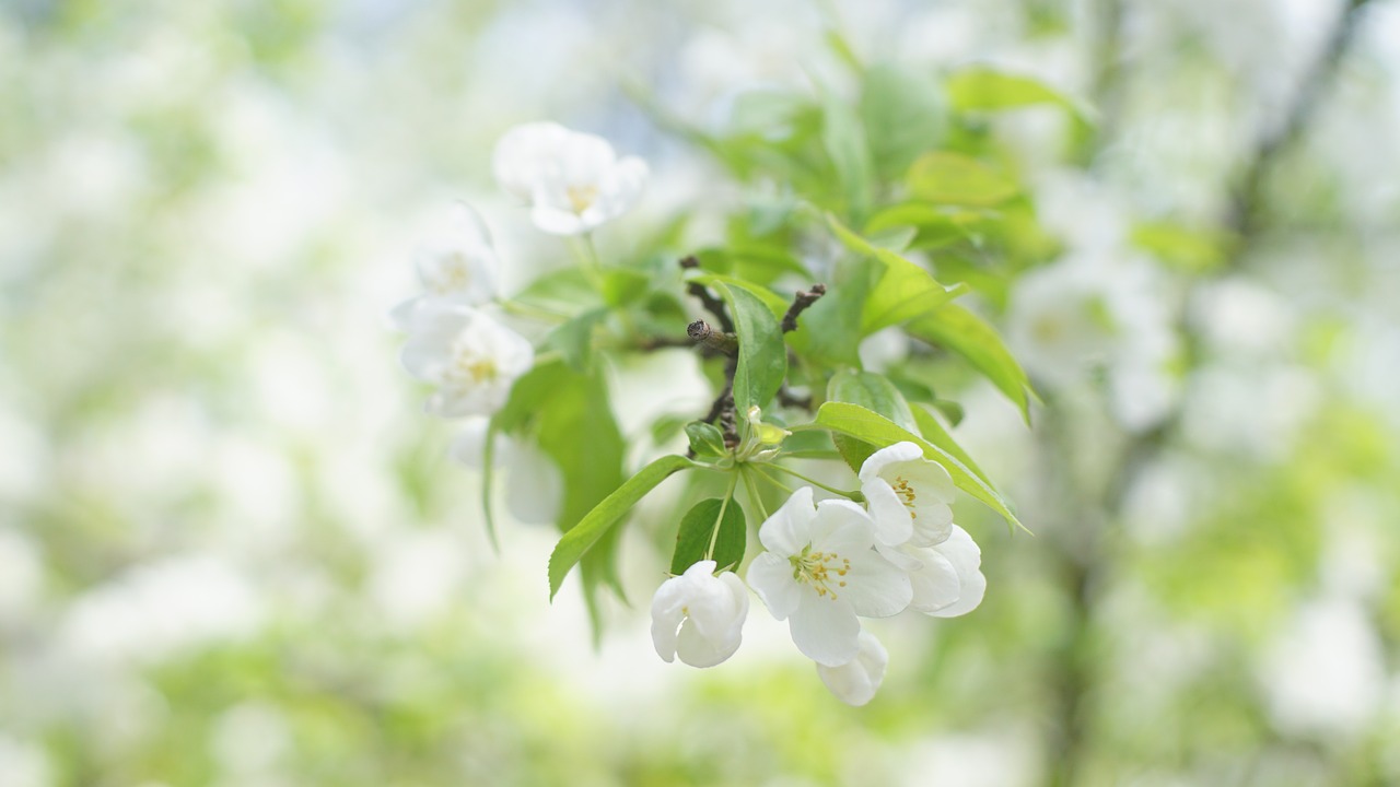 flower  spring  blossom free photo