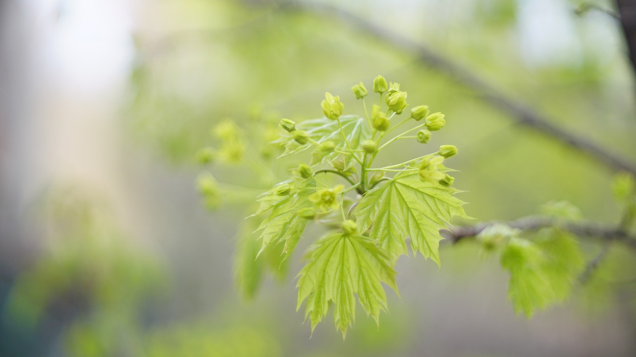 flower  spring  blossom free photo