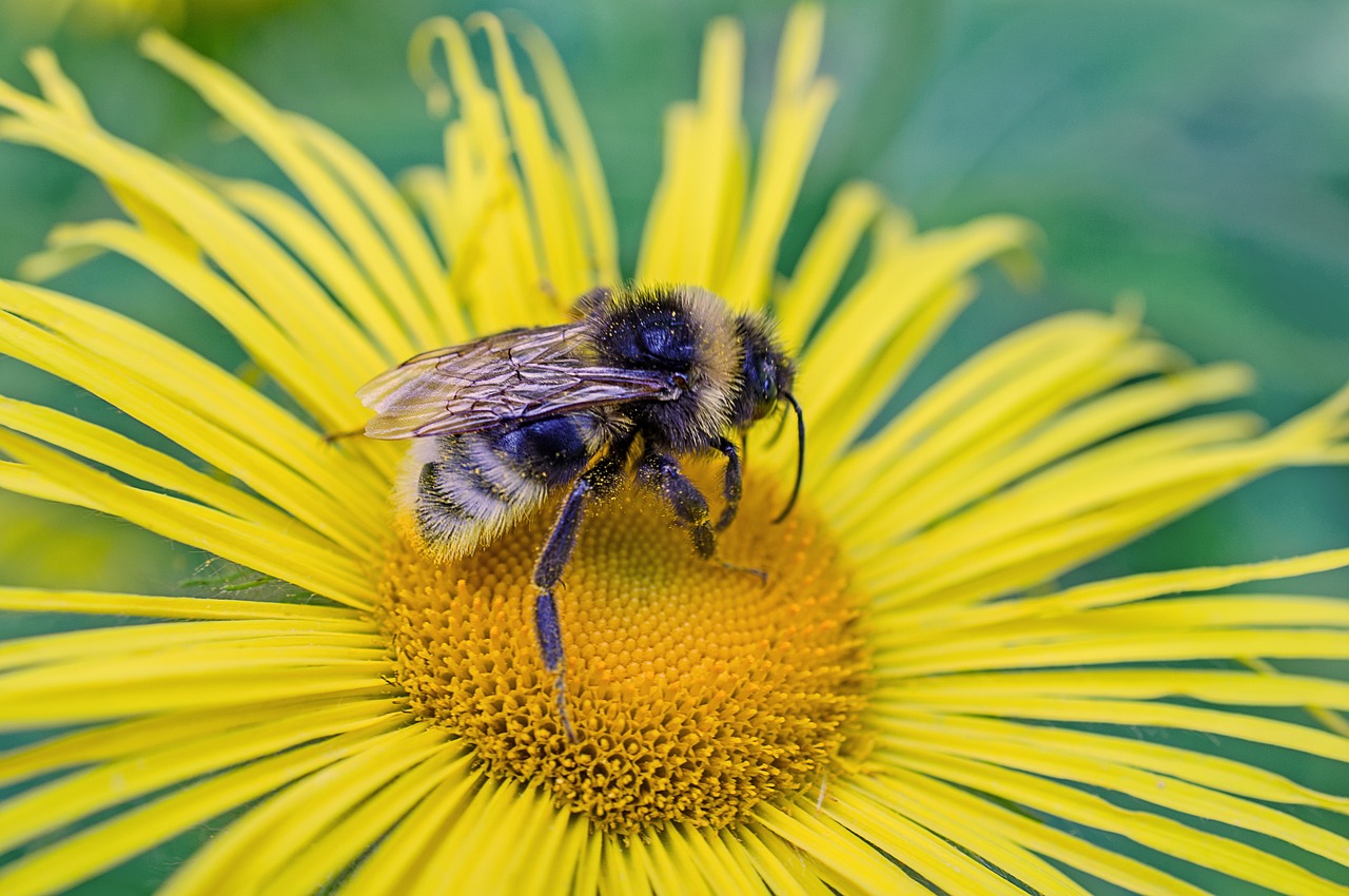 flower  macro  insect free photo