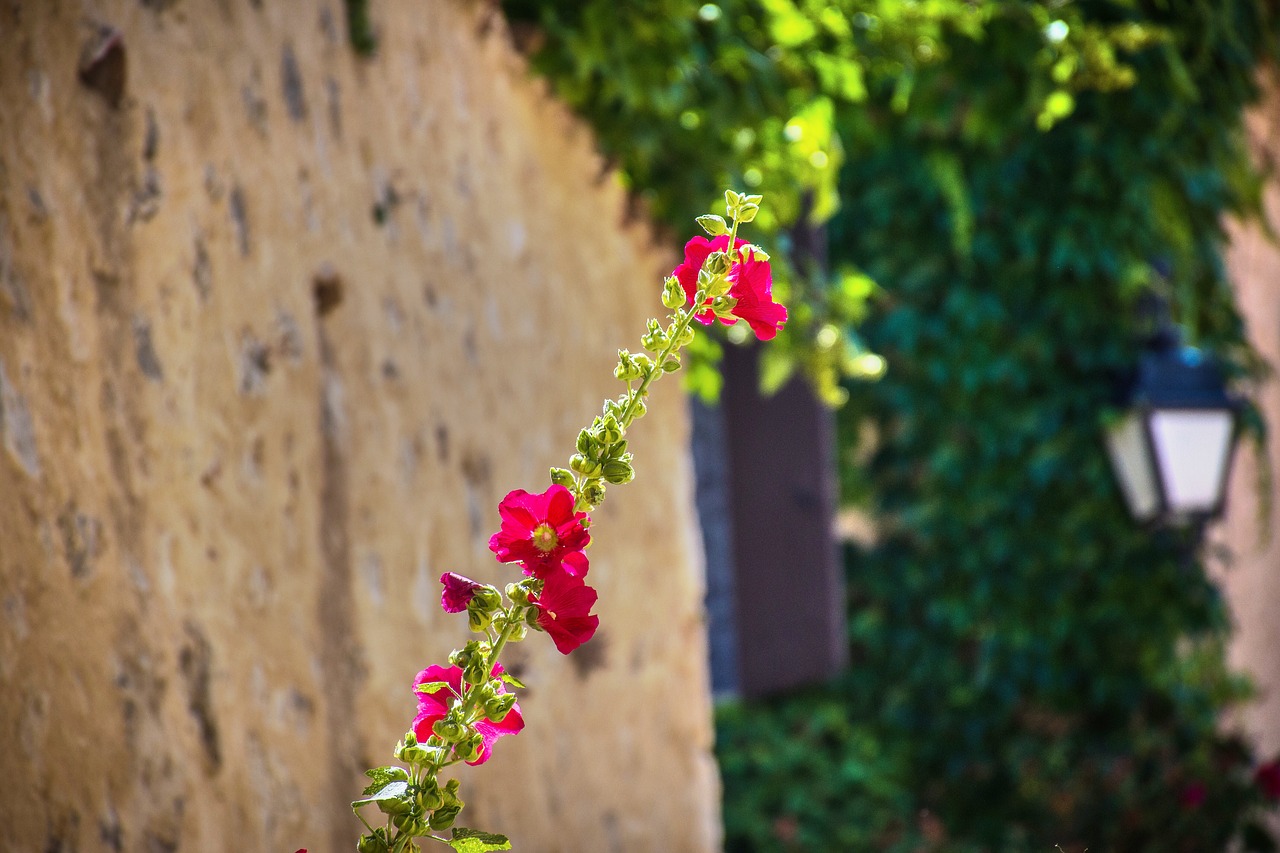 flower  vine  wayward free photo