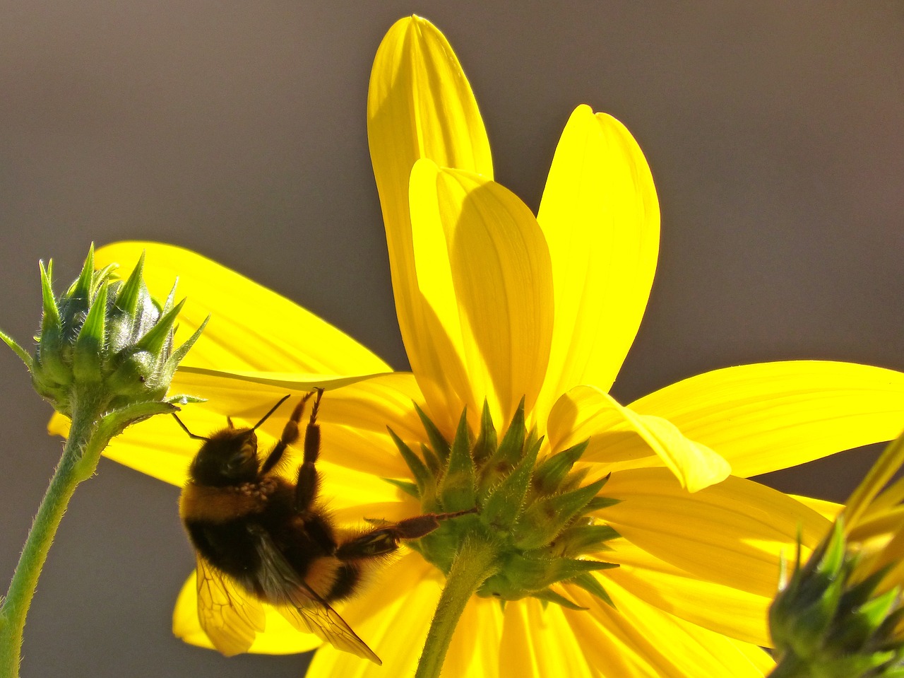 flower  yellow  bumblebee free photo