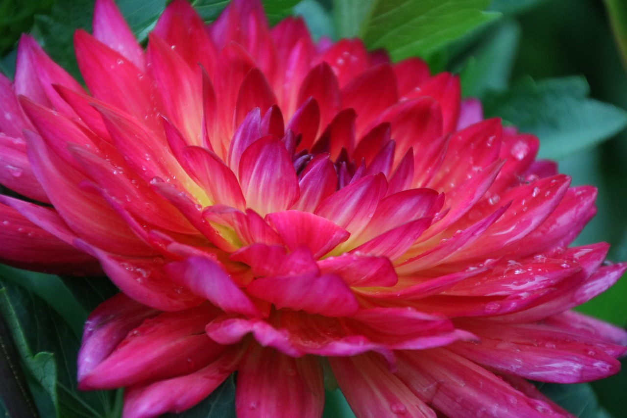 flower  red  plant free photo