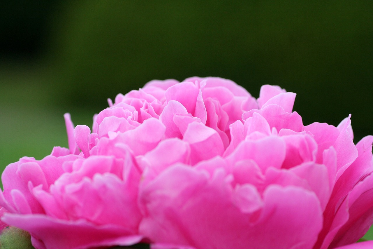 flower  peony  pink free photo