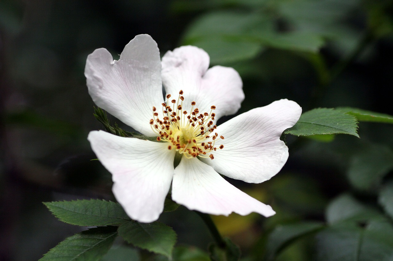 flower  pistil was  nature free photo