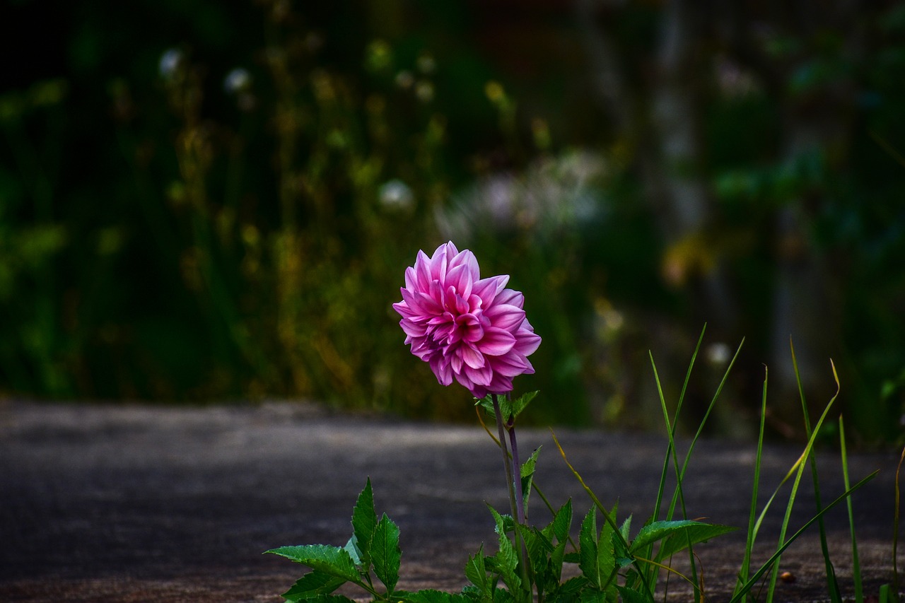 flower  beautiful flower  nature free photo