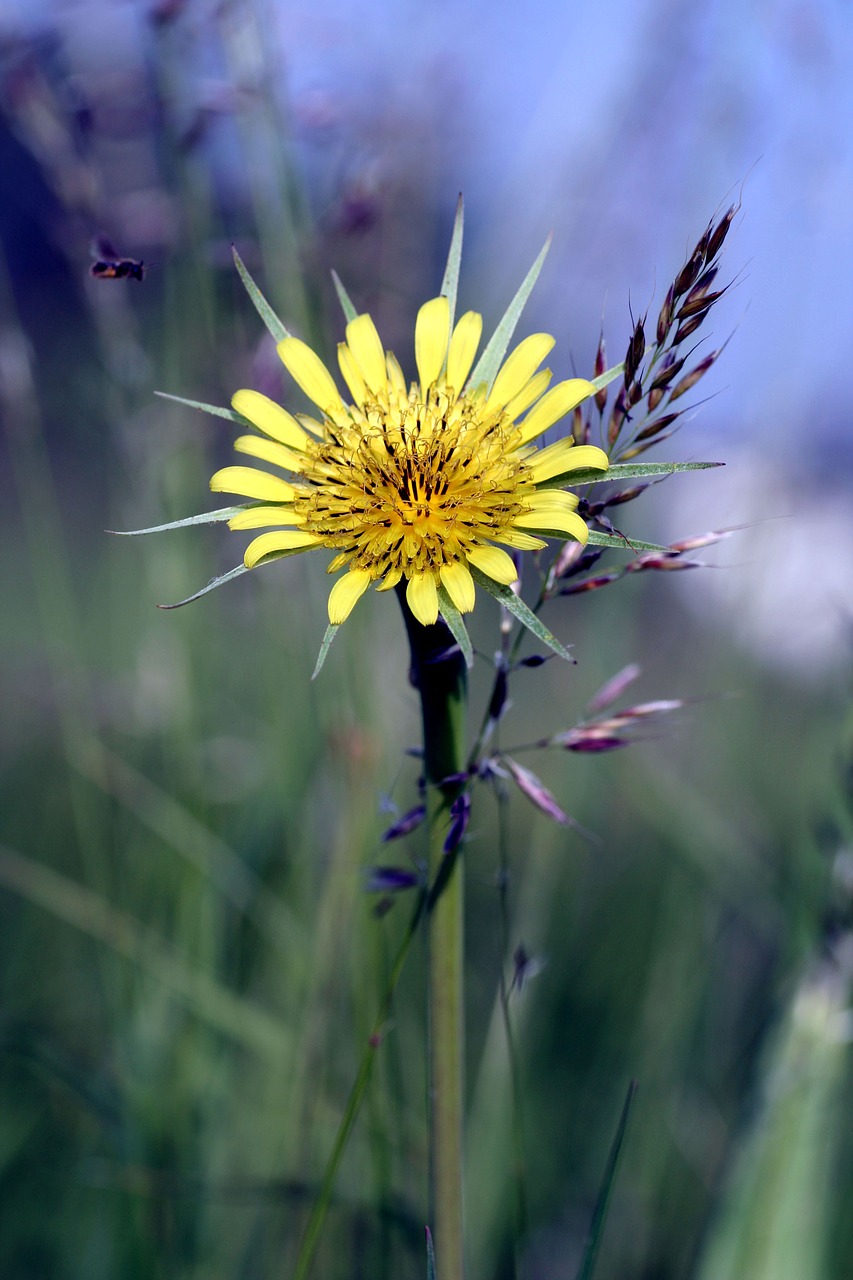 flower  wild  summer free photo