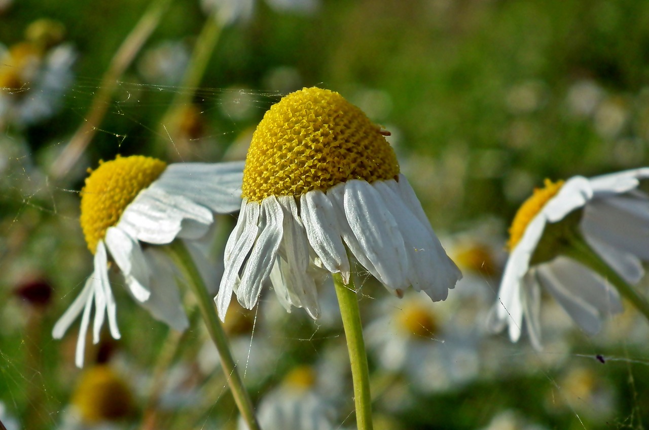 flower  grasshopper  nature free photo