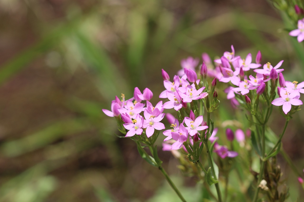 flower  garden  nature free photo