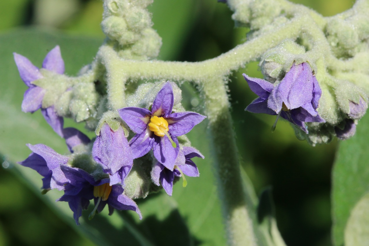 flower  garden  nature free photo