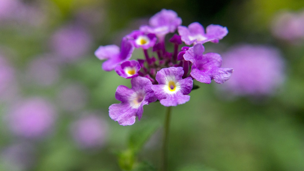 flower  purple  bloom free photo