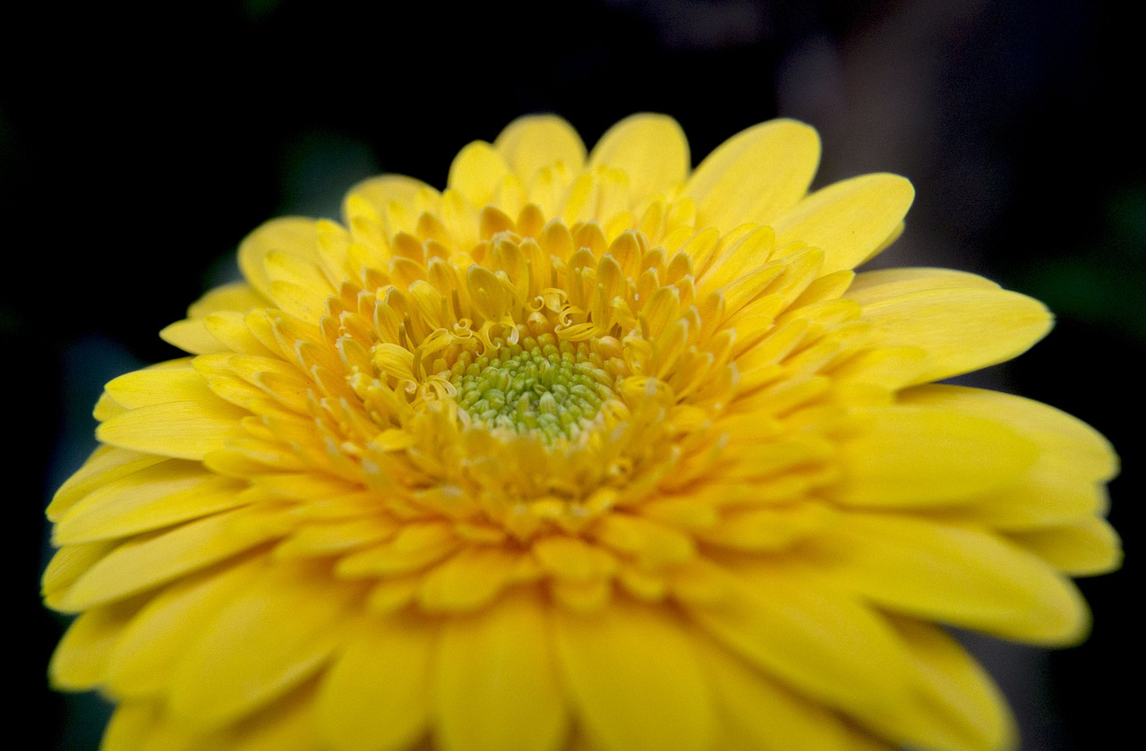 flower  yellow  bloom free photo