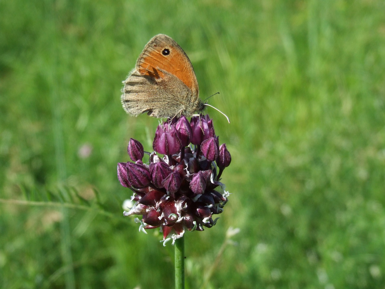 flower  meadow  nature free photo