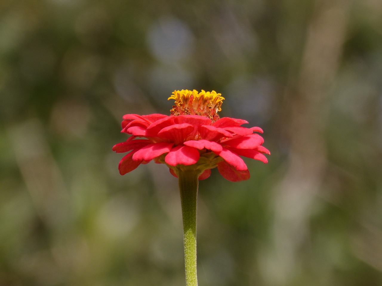 flower  zinia  red free photo