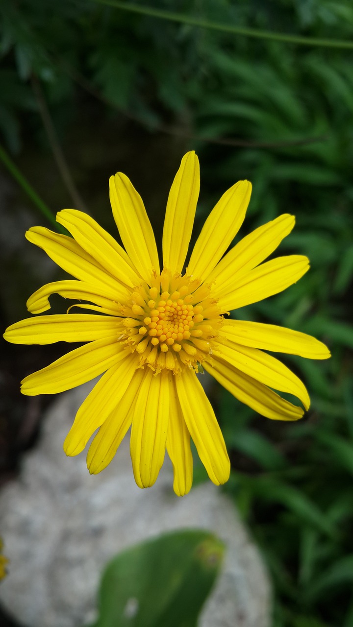 flower yellow plant free photo