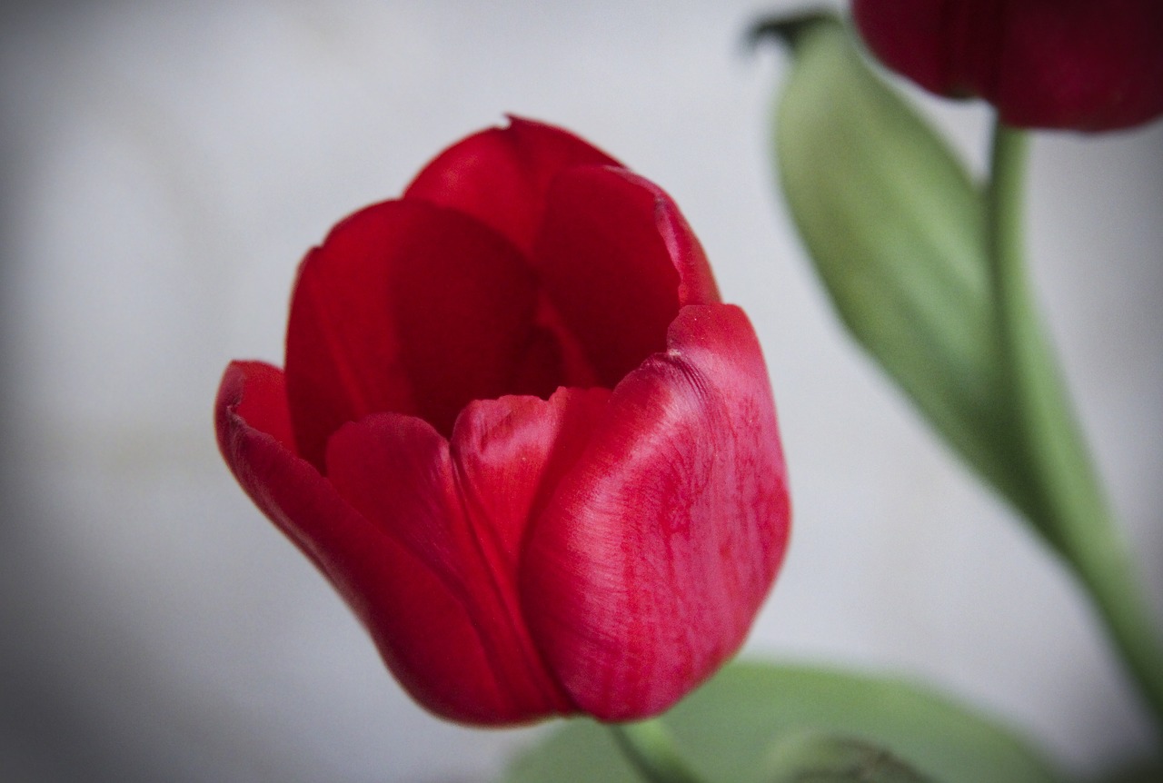 flower  tulip  red free photo