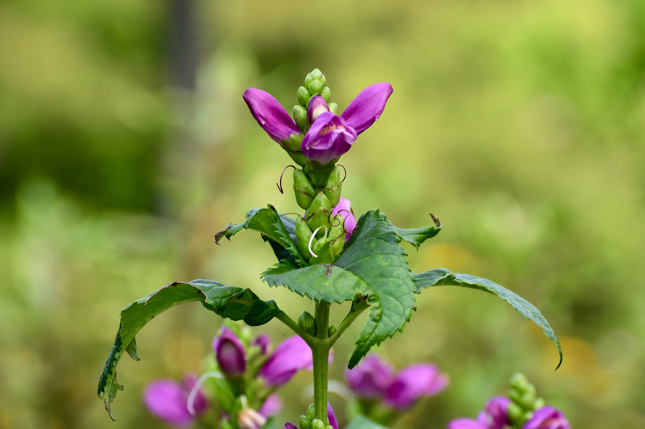 flower  garden  pink free photo