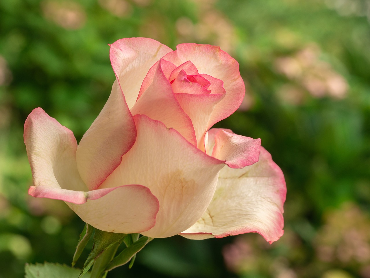 flower  rose  rose bloom free photo