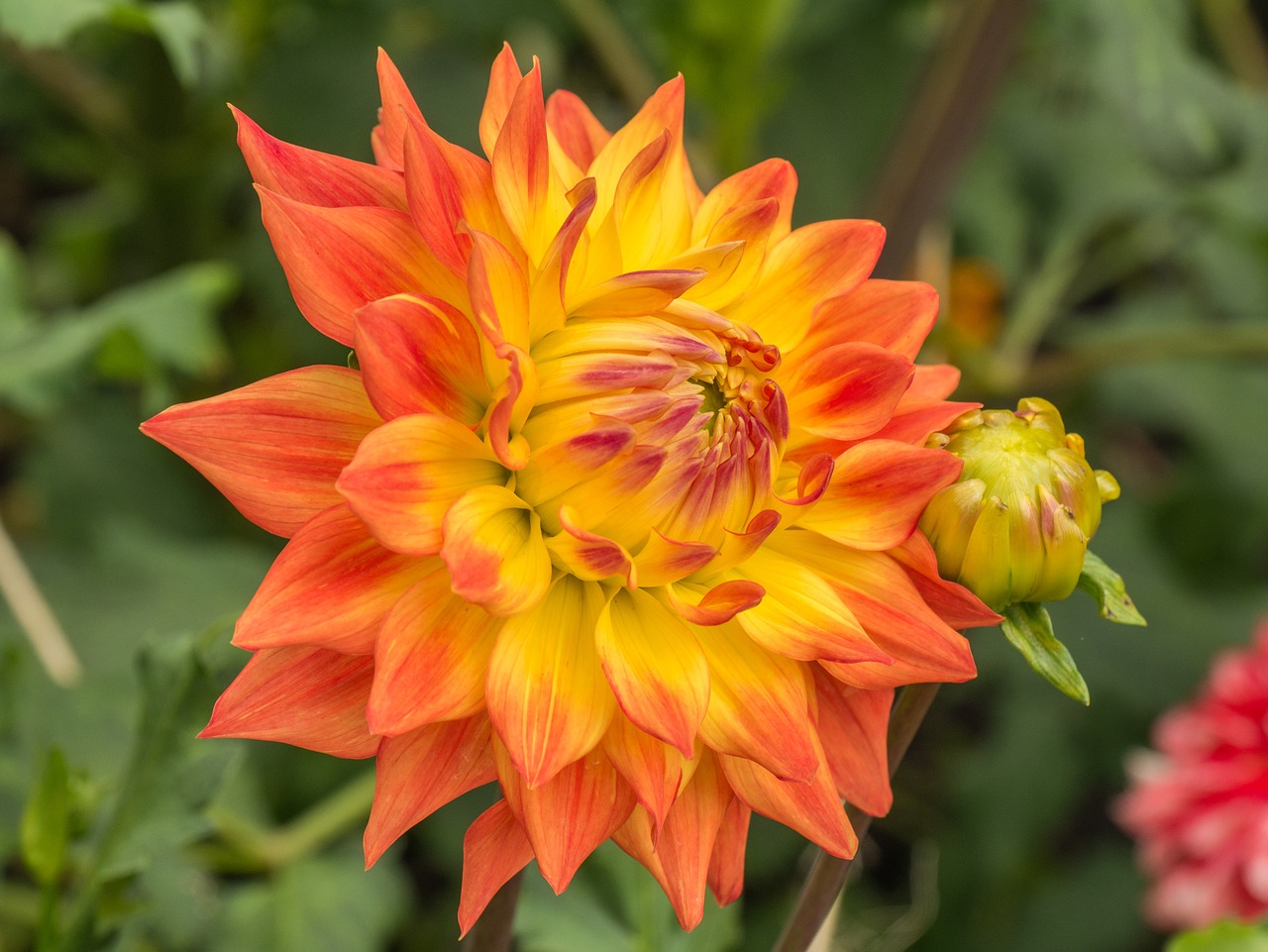 flower  dahlia  petals free photo