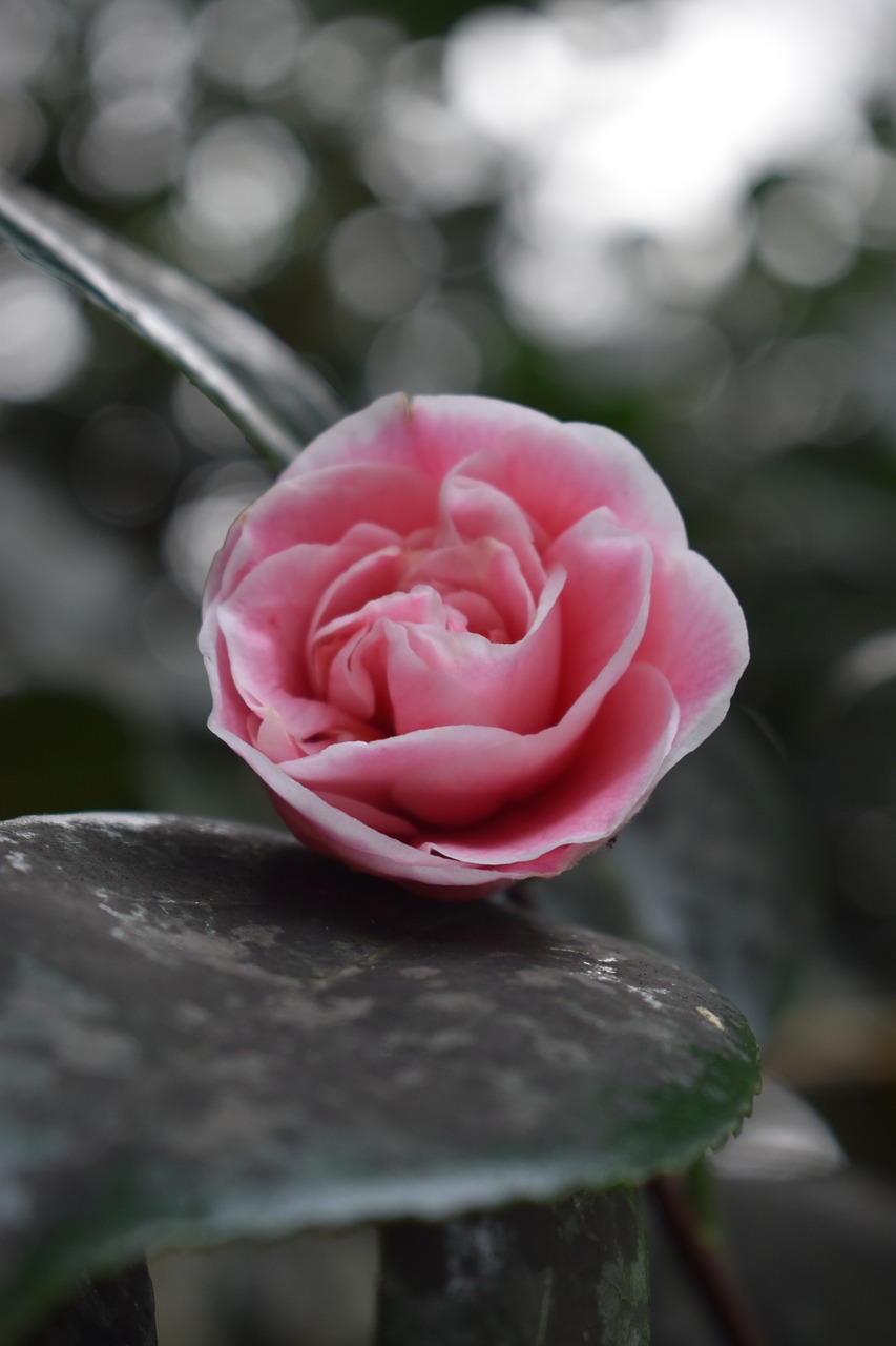 flower  bud  garden free photo