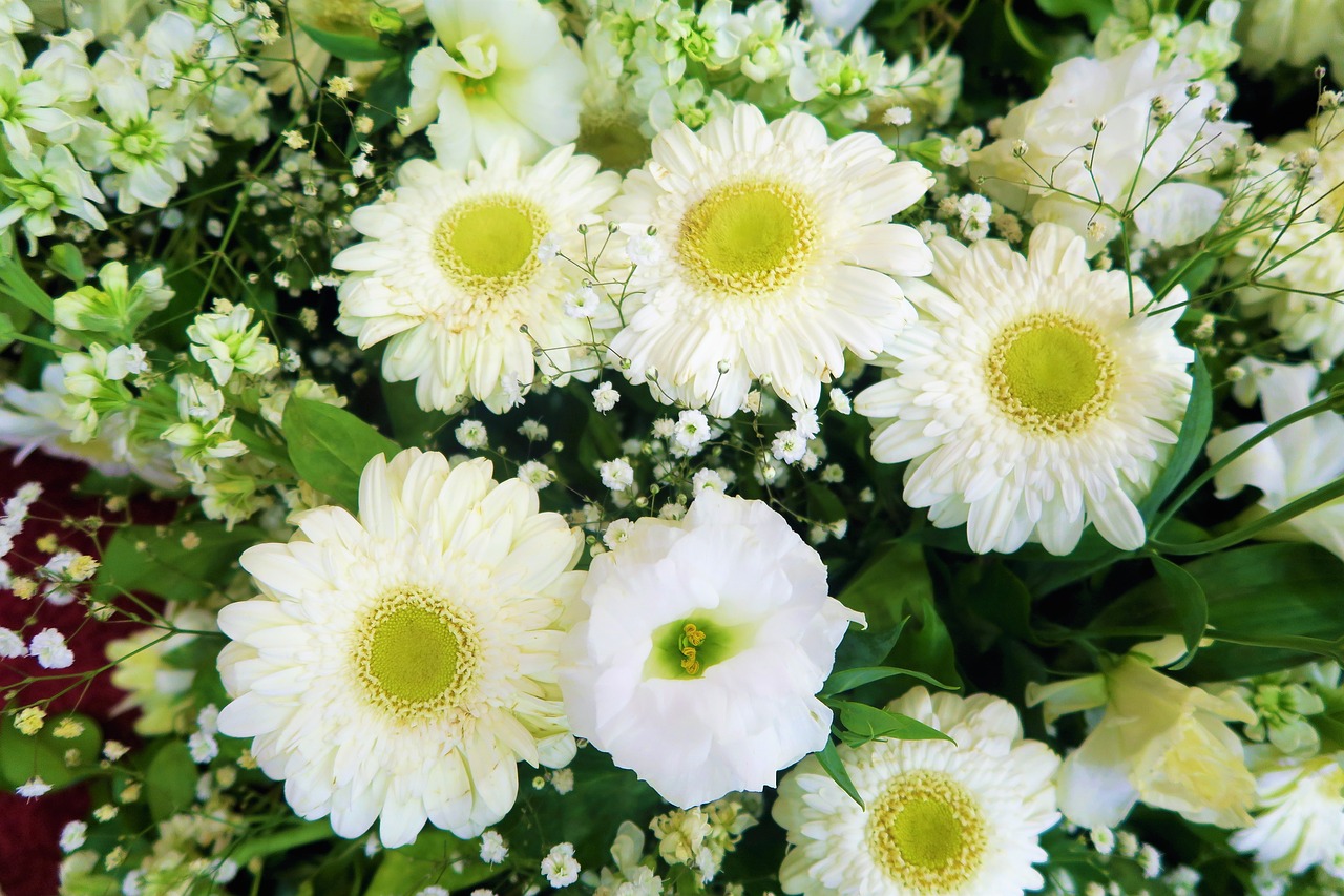 flower  white flowers  white free photo