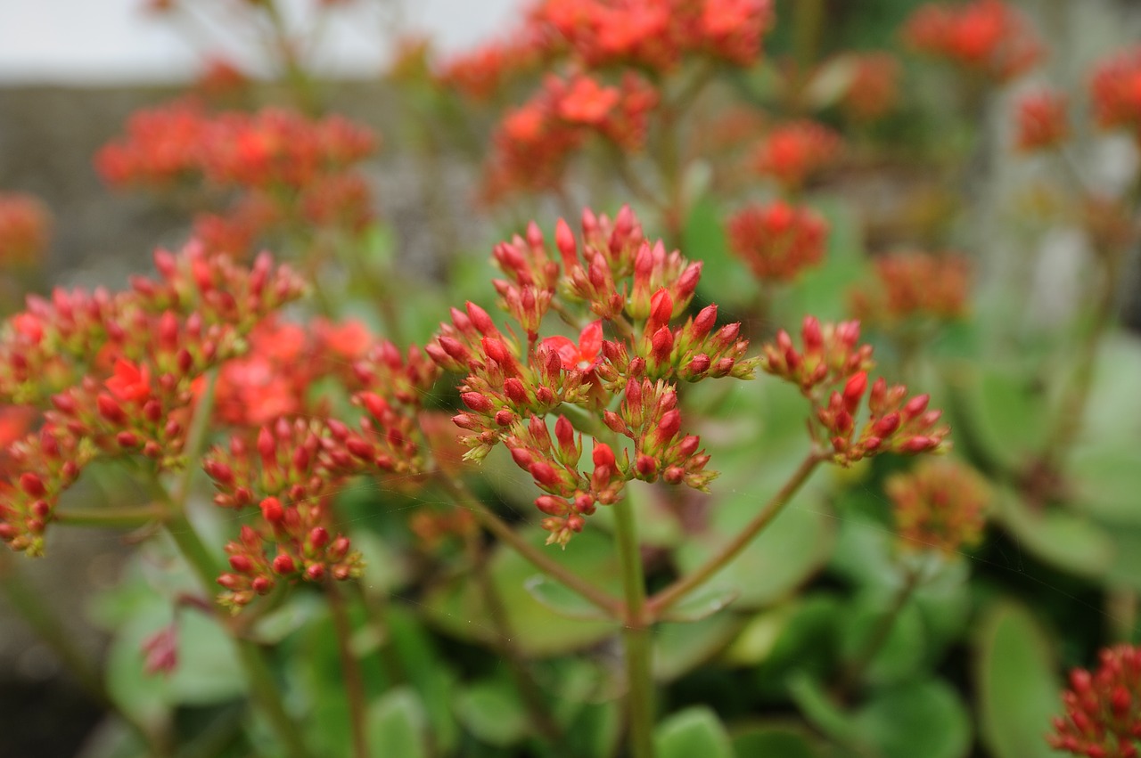 flower  red  garden free photo