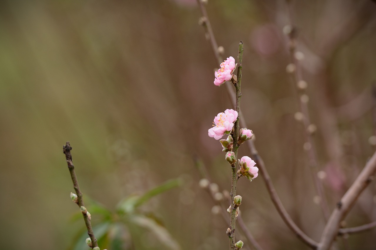 flower  peach flower  pink free photo