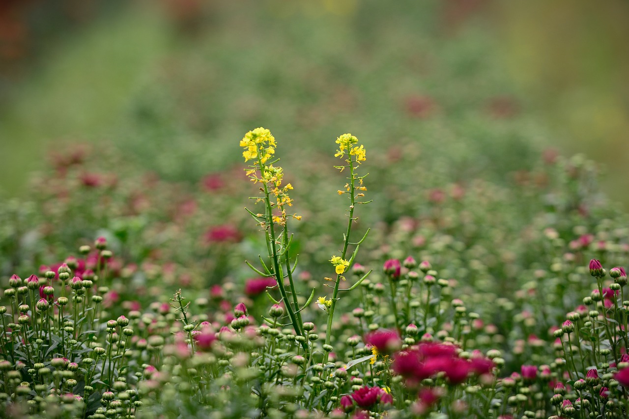 flower  green  garden free photo