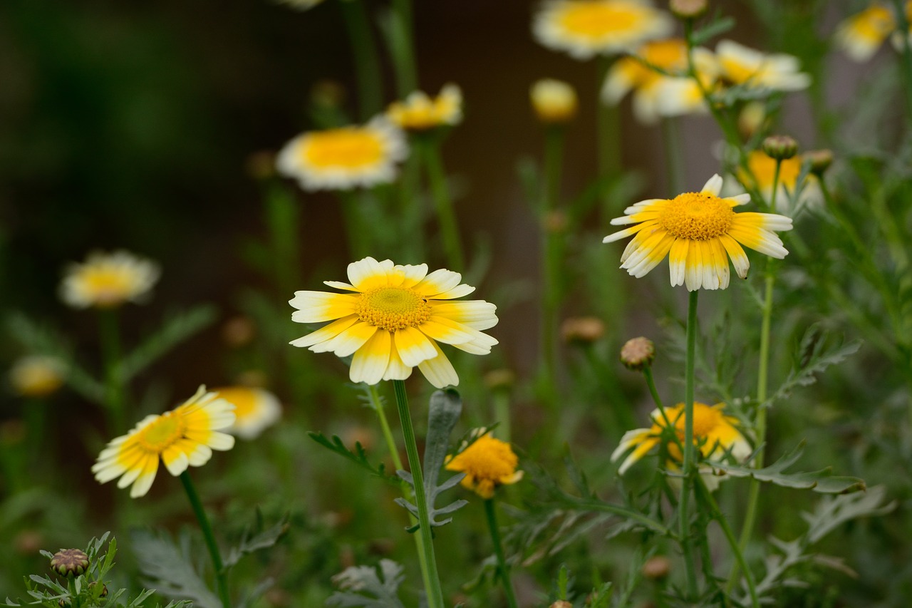 flower  background  garden free photo