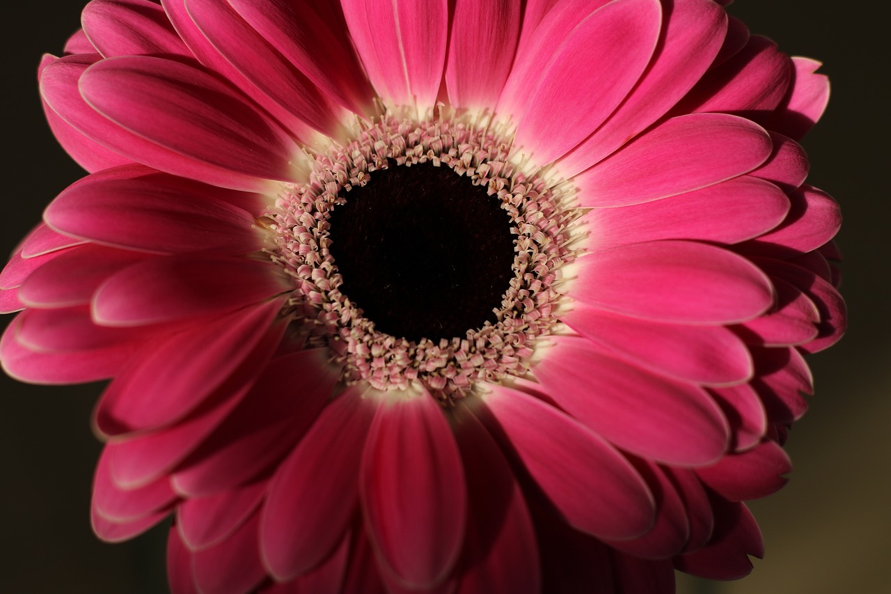 flower  gerbera  bloom free photo