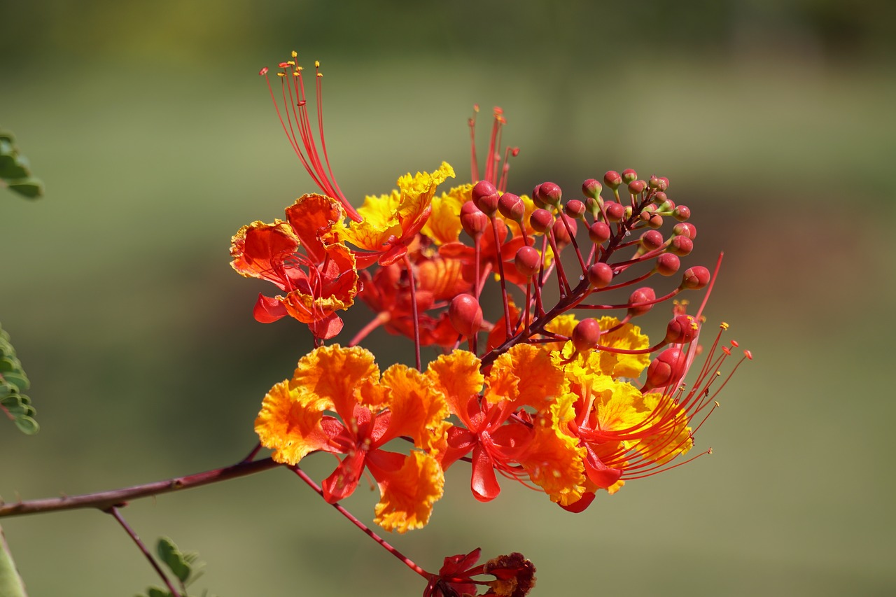 flower  orange  yellow free photo