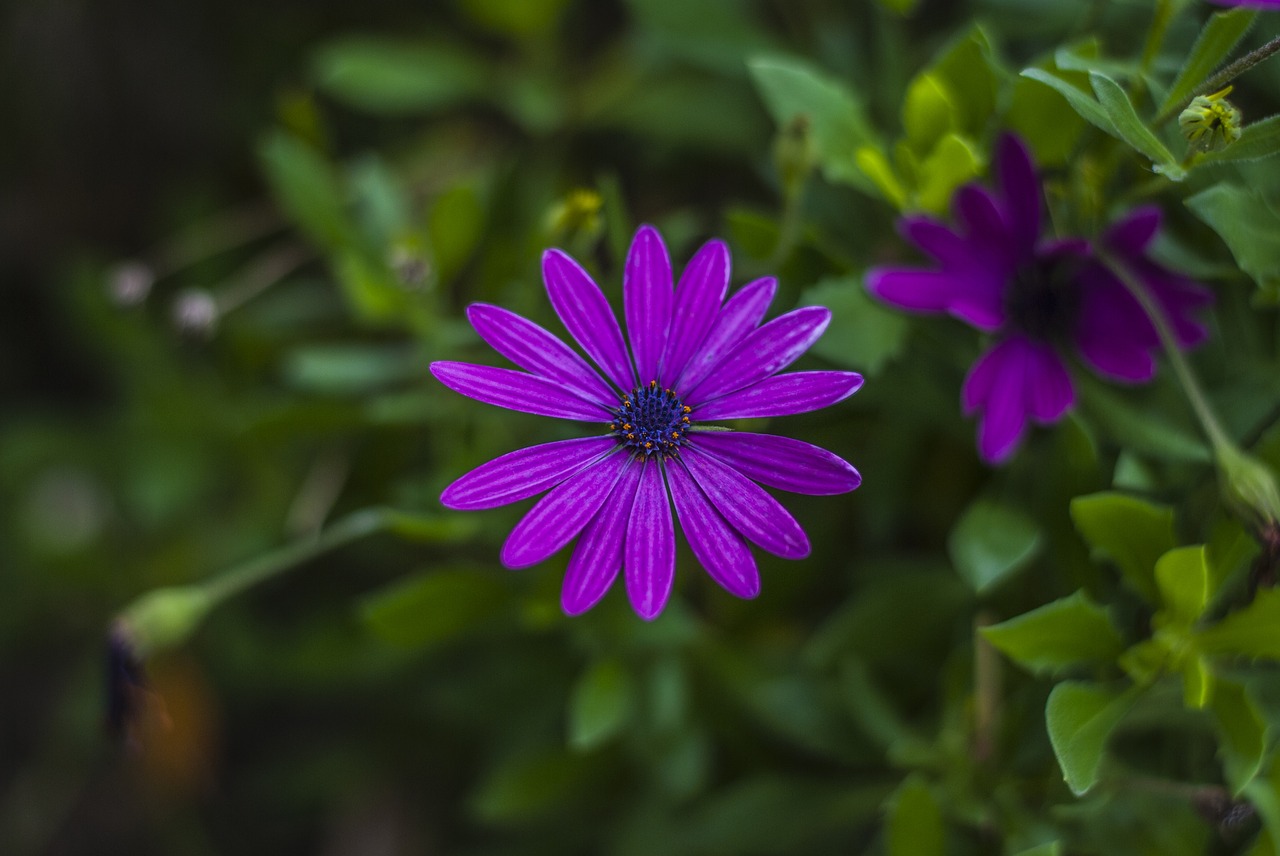 flower  beautiful  nature free photo