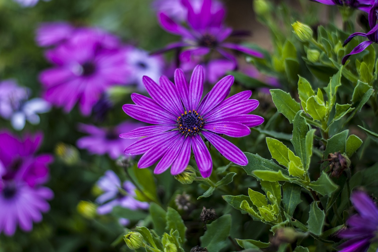 flower  beautiful  nature free photo