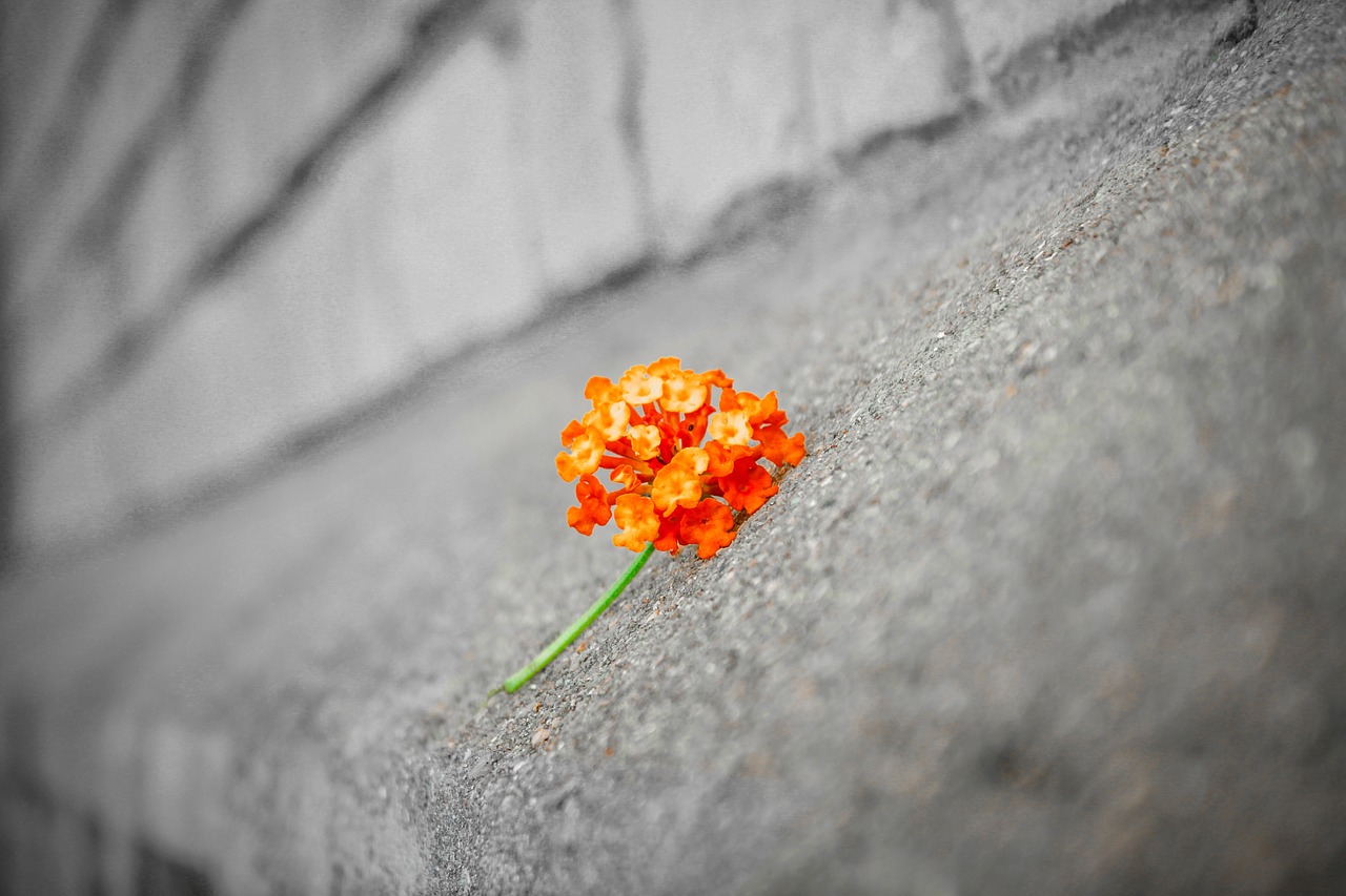 flower  black and white  background free photo