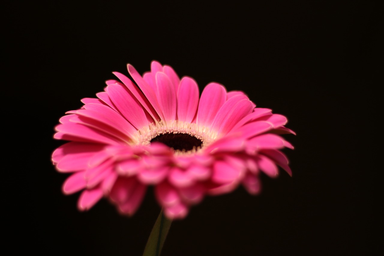 flower  gerbera  pink free photo