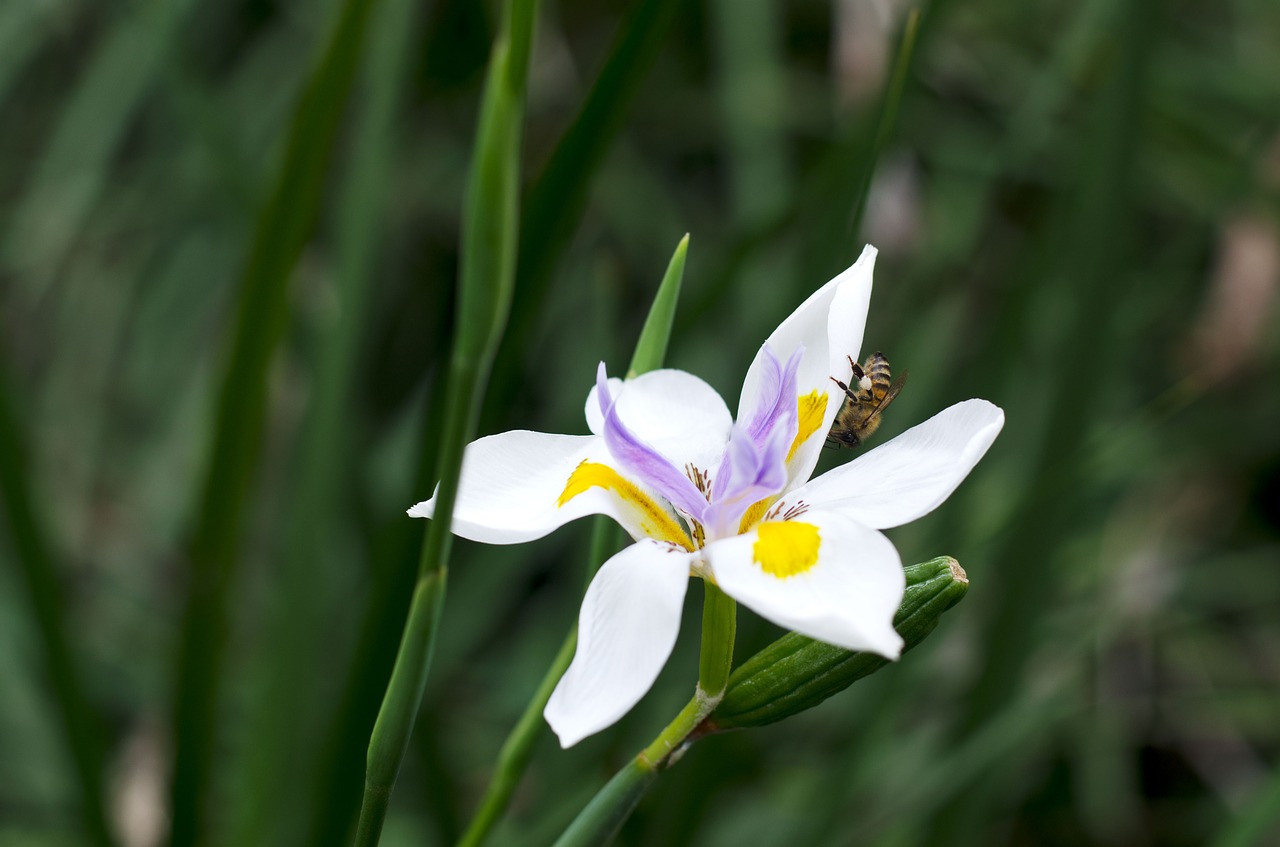 flower  plant  wildlife free photo