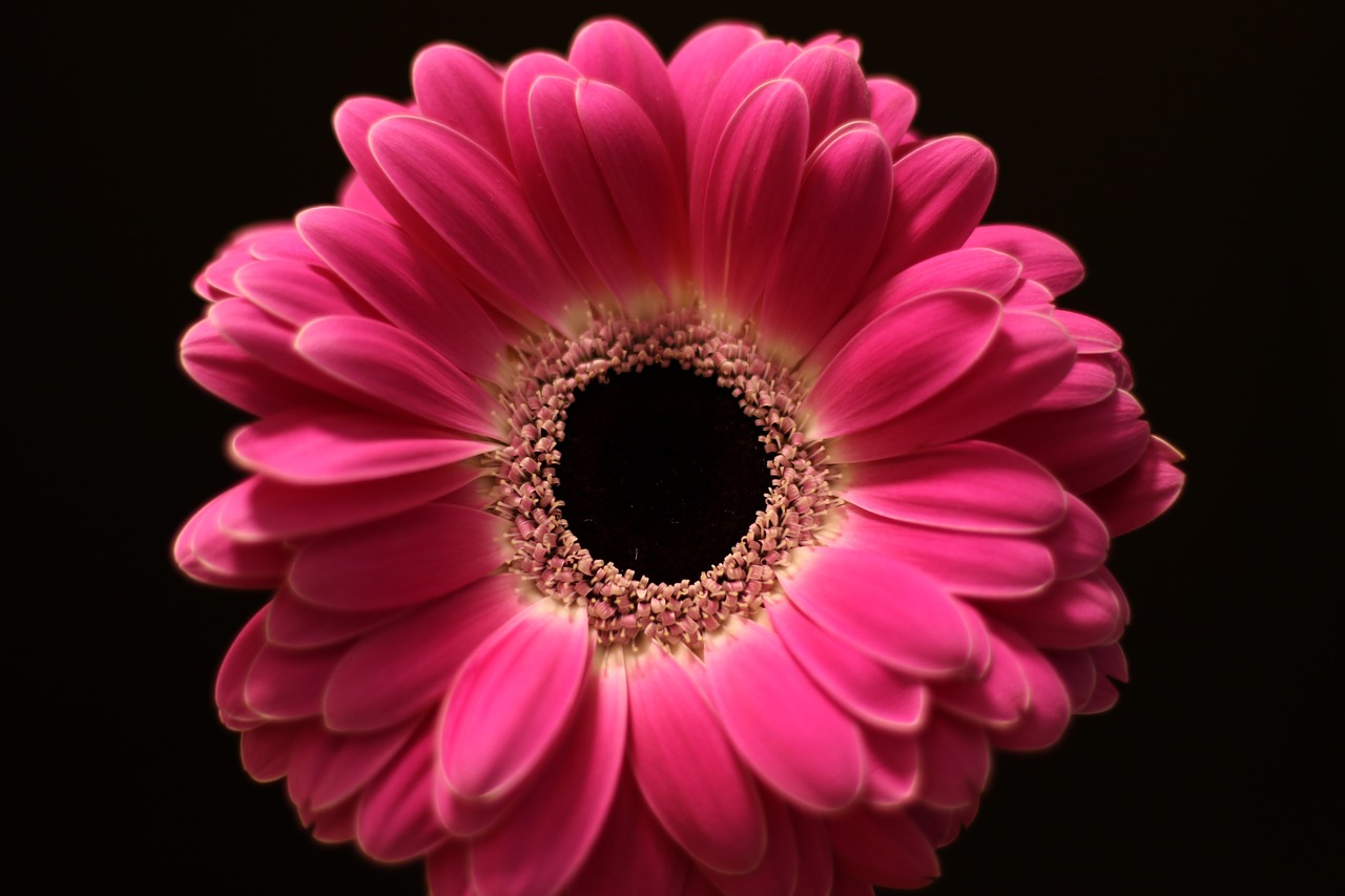 flower  gerbera  blossom free photo