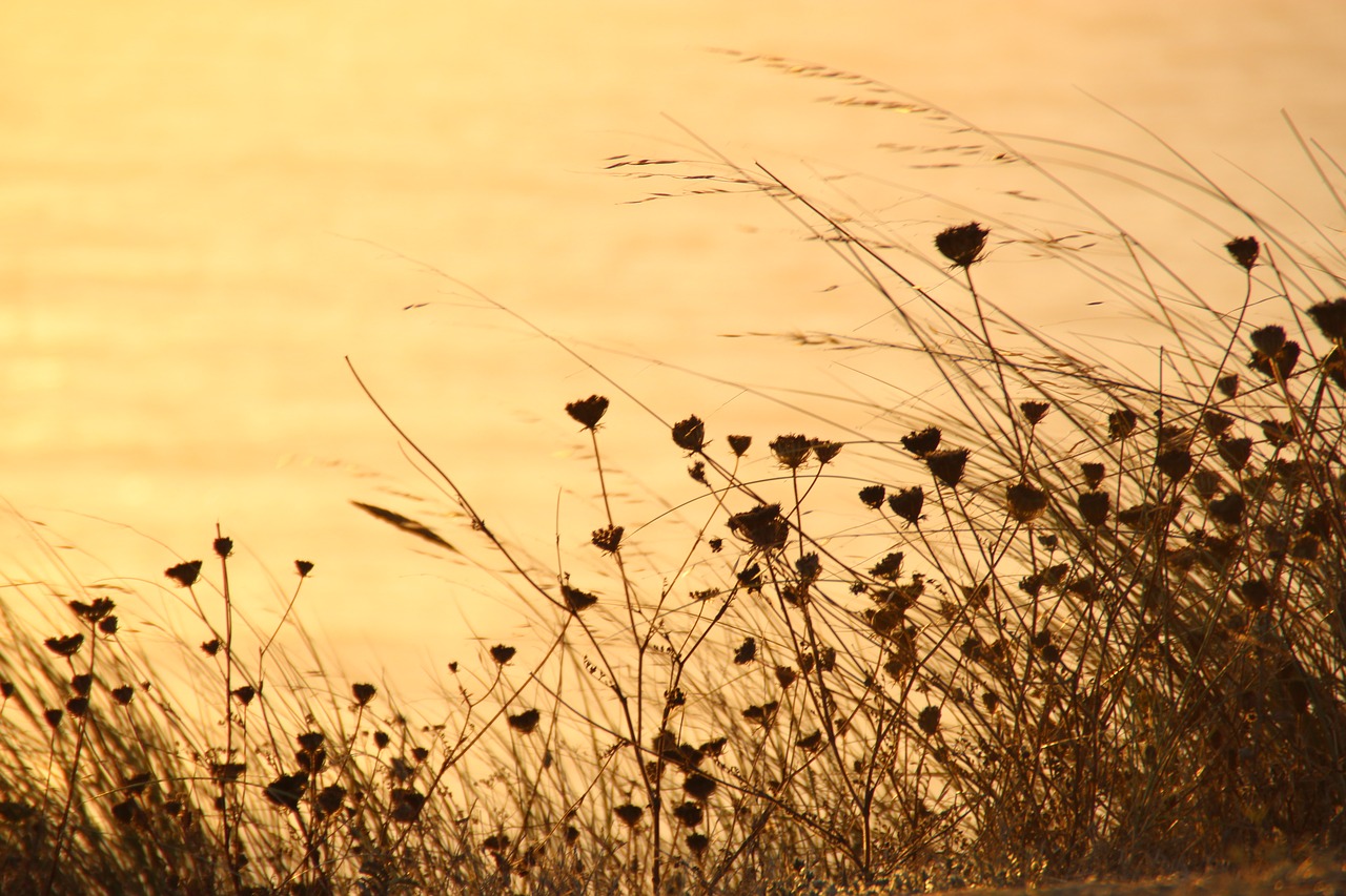 flower  grasses  summer free photo