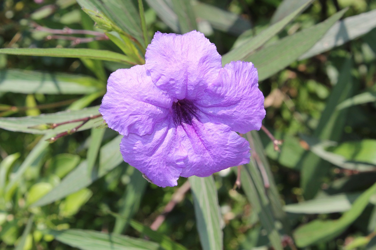 flower  purple  green free photo