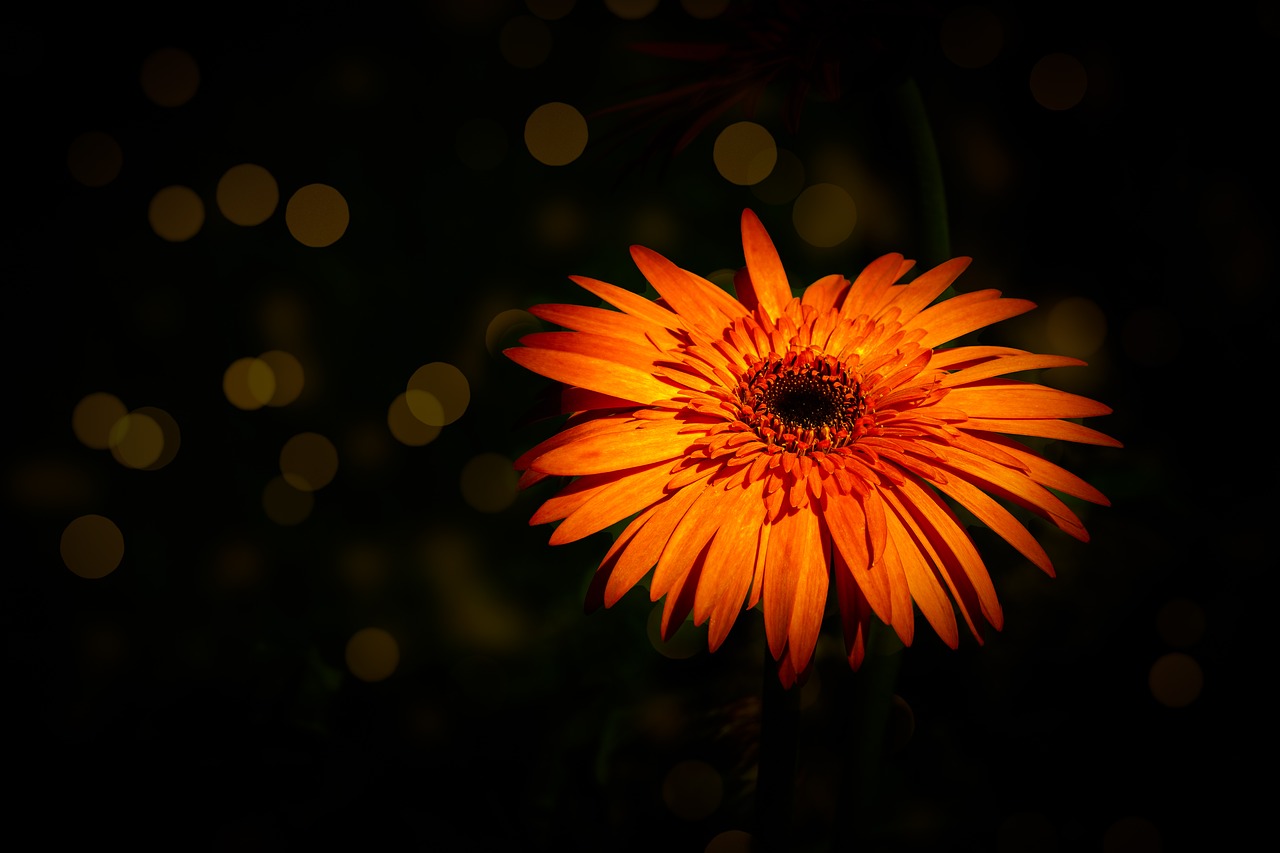 flower  daisy  plant free photo