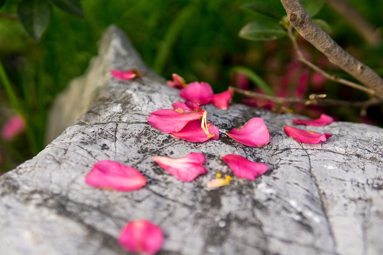 flower  red  petal free photo