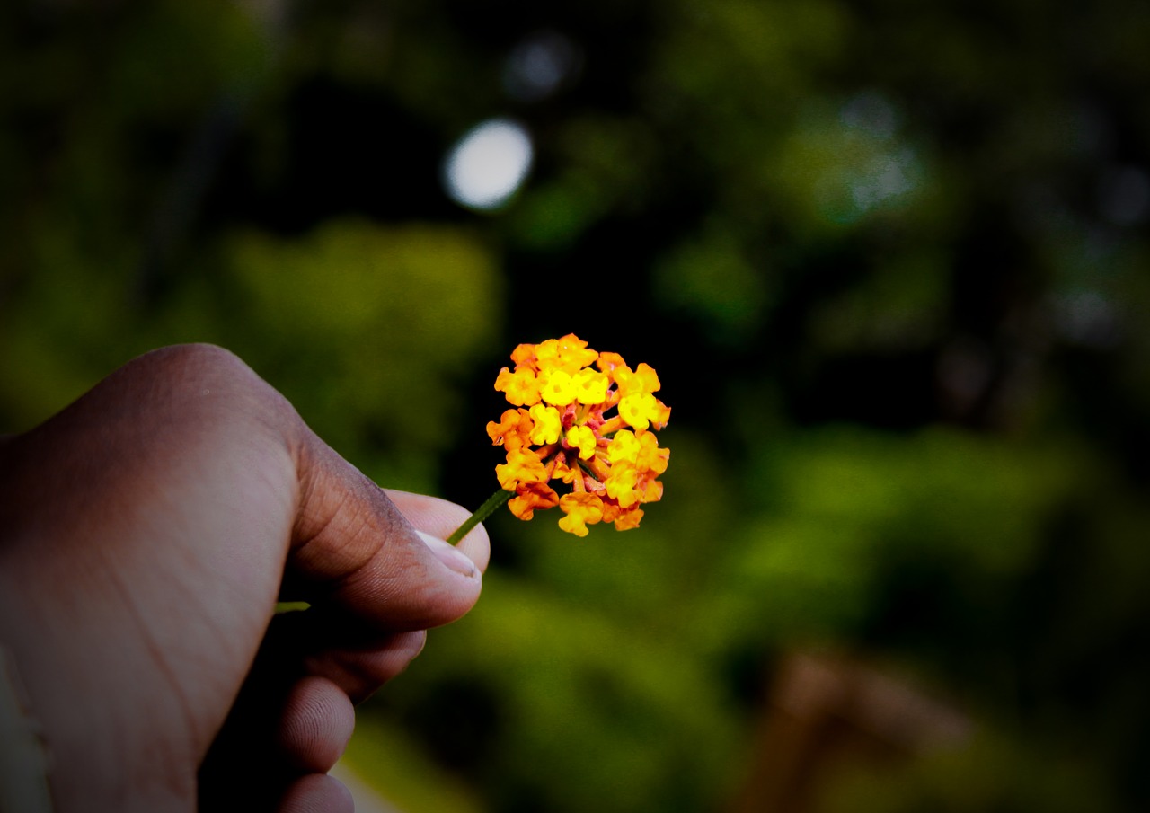 flower  hand  orange free photo