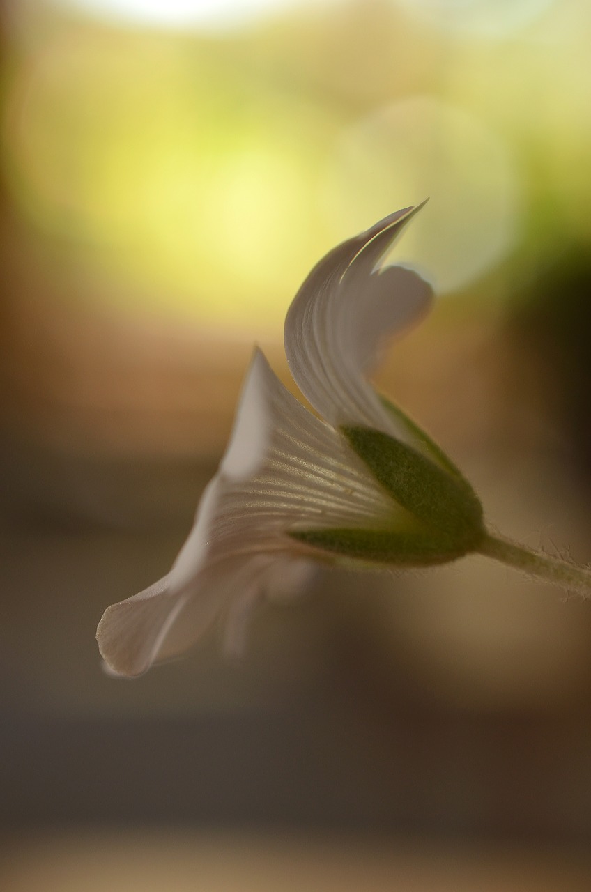 flower white summer free photo